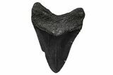 Serrated, Fossil Megalodon Tooth - South Carolina #374755-1